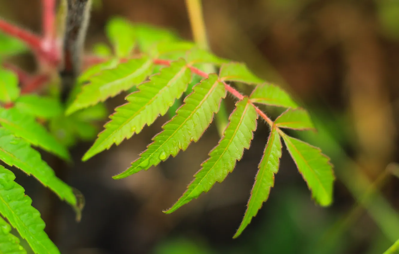 Photo wallpaper green, leaf, twig