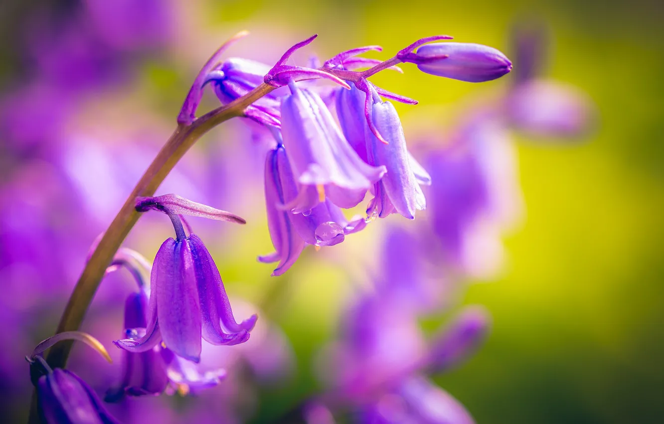 Photo wallpaper macro, after the rain, bells, droplets of water