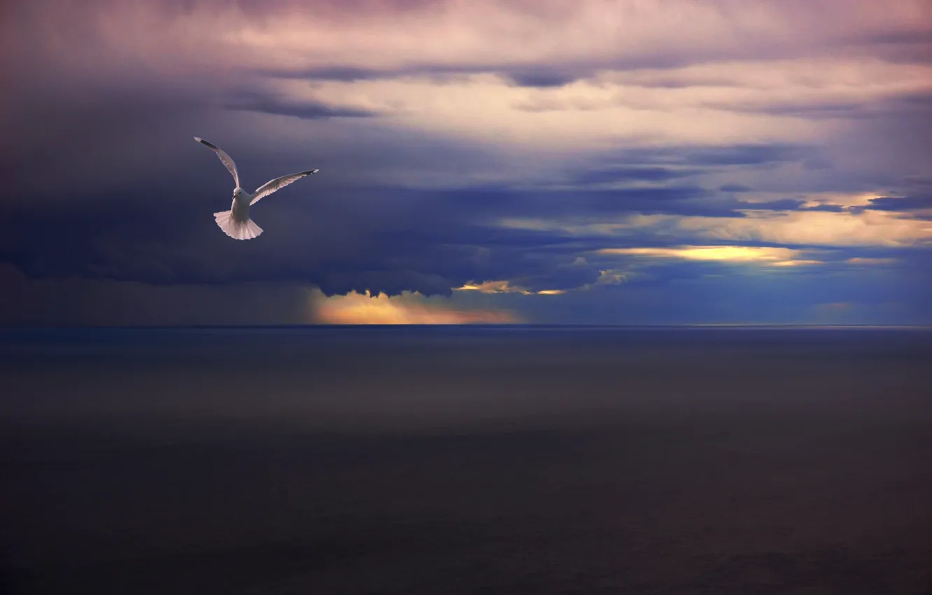 Photo wallpaper sea, clouds, rain, bird, Seagull