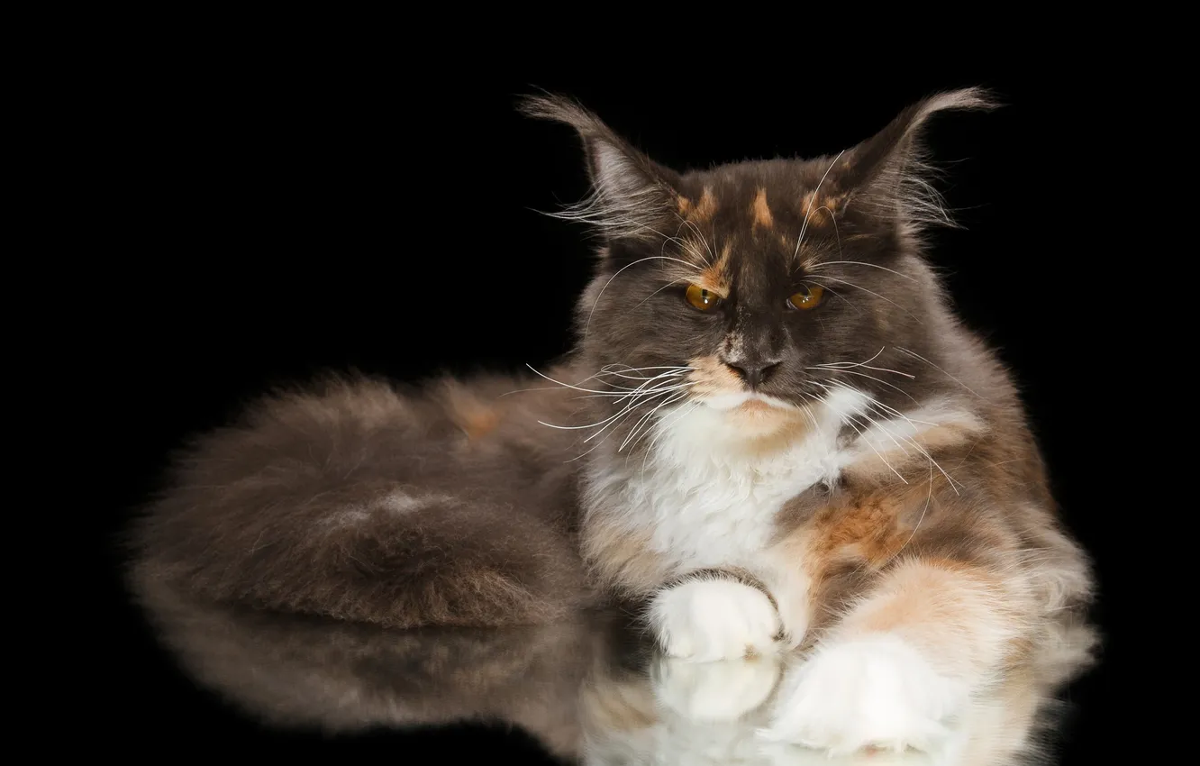 Photo wallpaper cat, serious, black background, Kote, Maine Coon, Natalia Lays