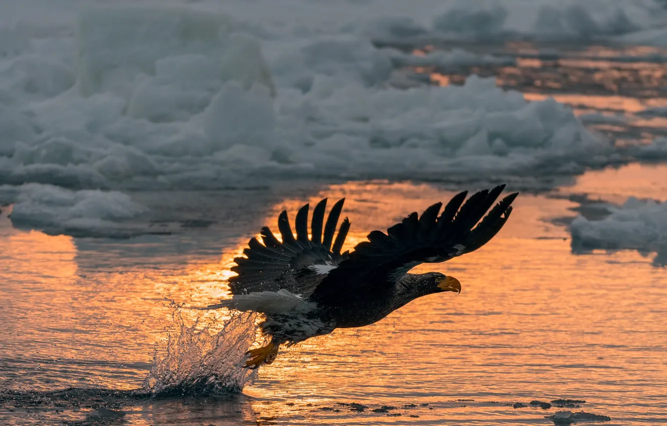 Photo wallpaper winter, snow, flight, sunset, squirt, bird, eagle, ice