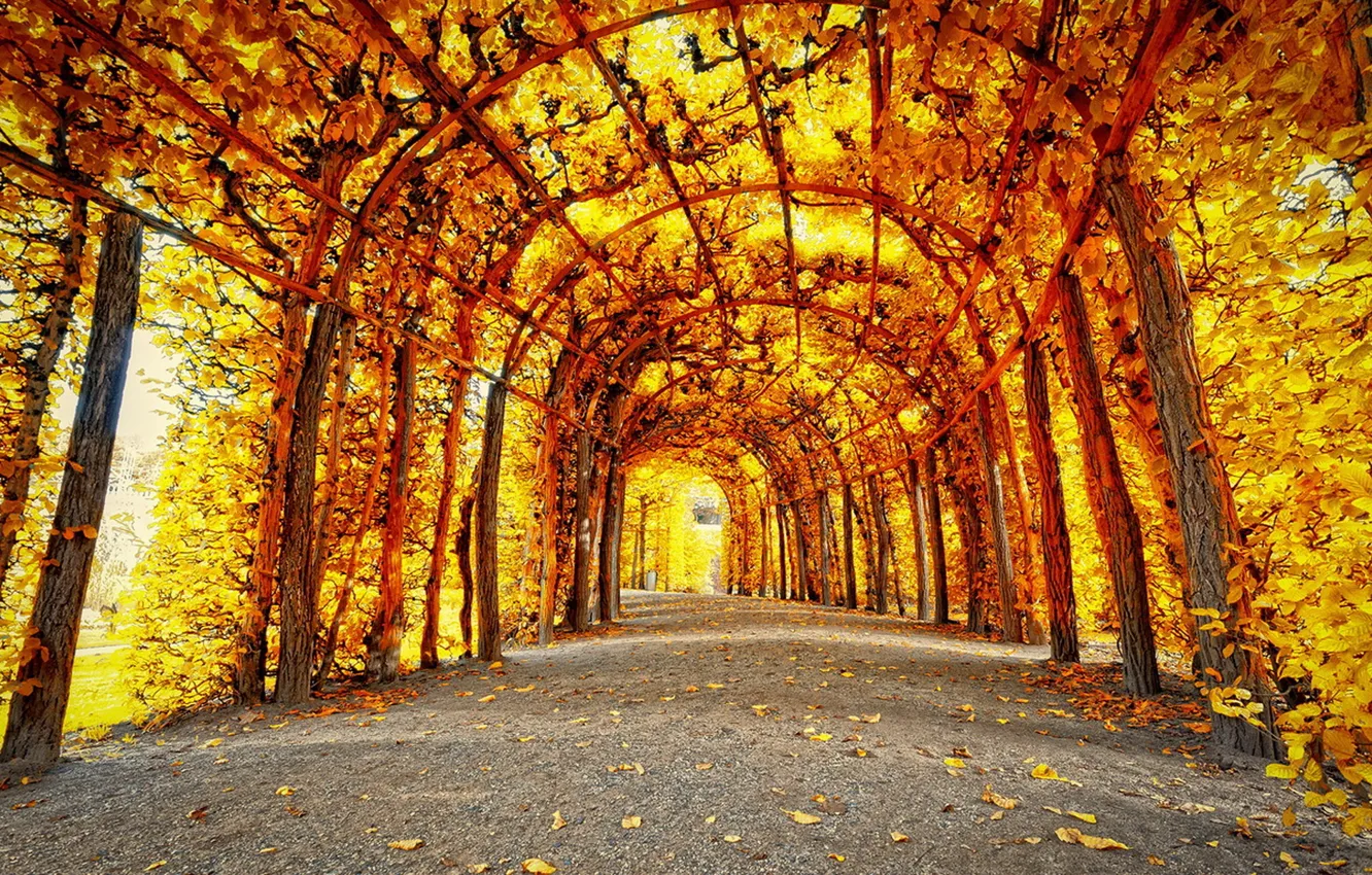 Photo wallpaper autumn, trees, yellow leaves, arch