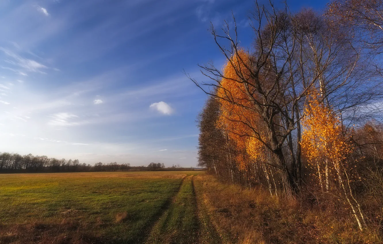 Photo wallpaper road, field, autumn, the sky, trees, branches, blue, Golden autumn