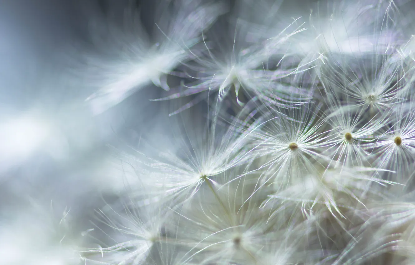 Photo wallpaper white, dandelion, fuzzes