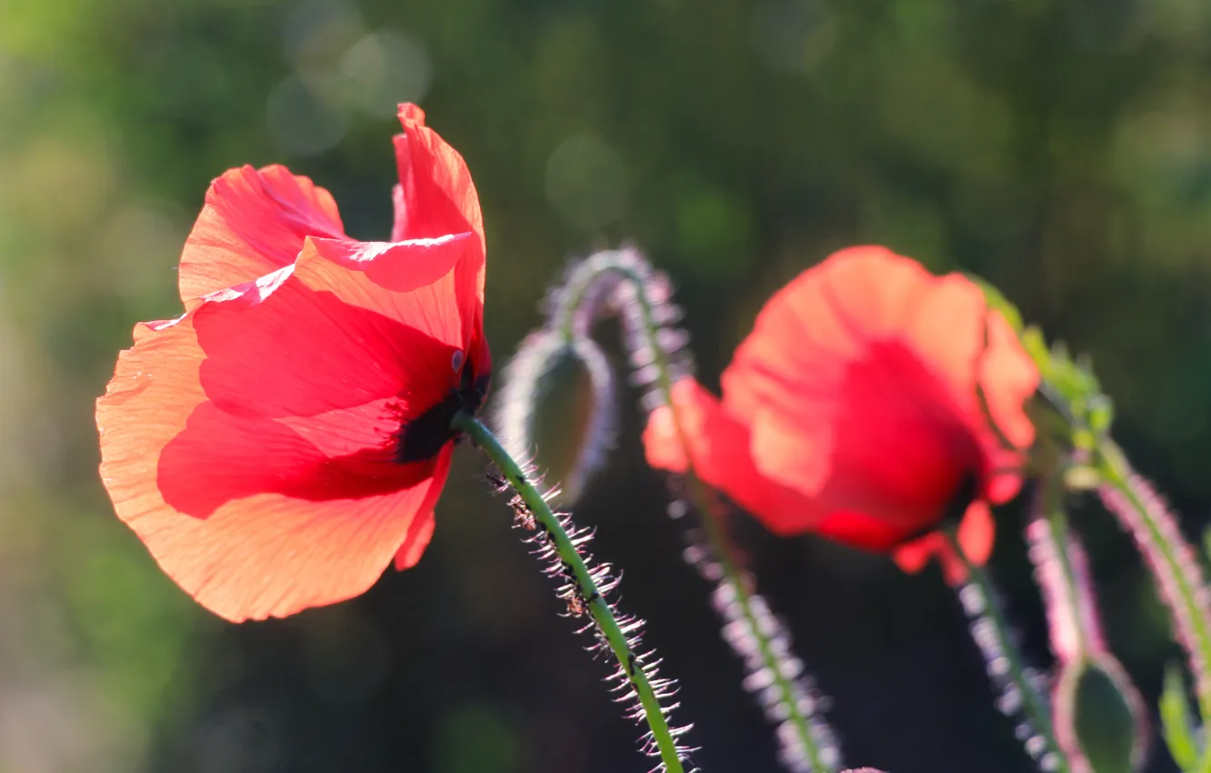 Photo wallpaper red, flower, poppy