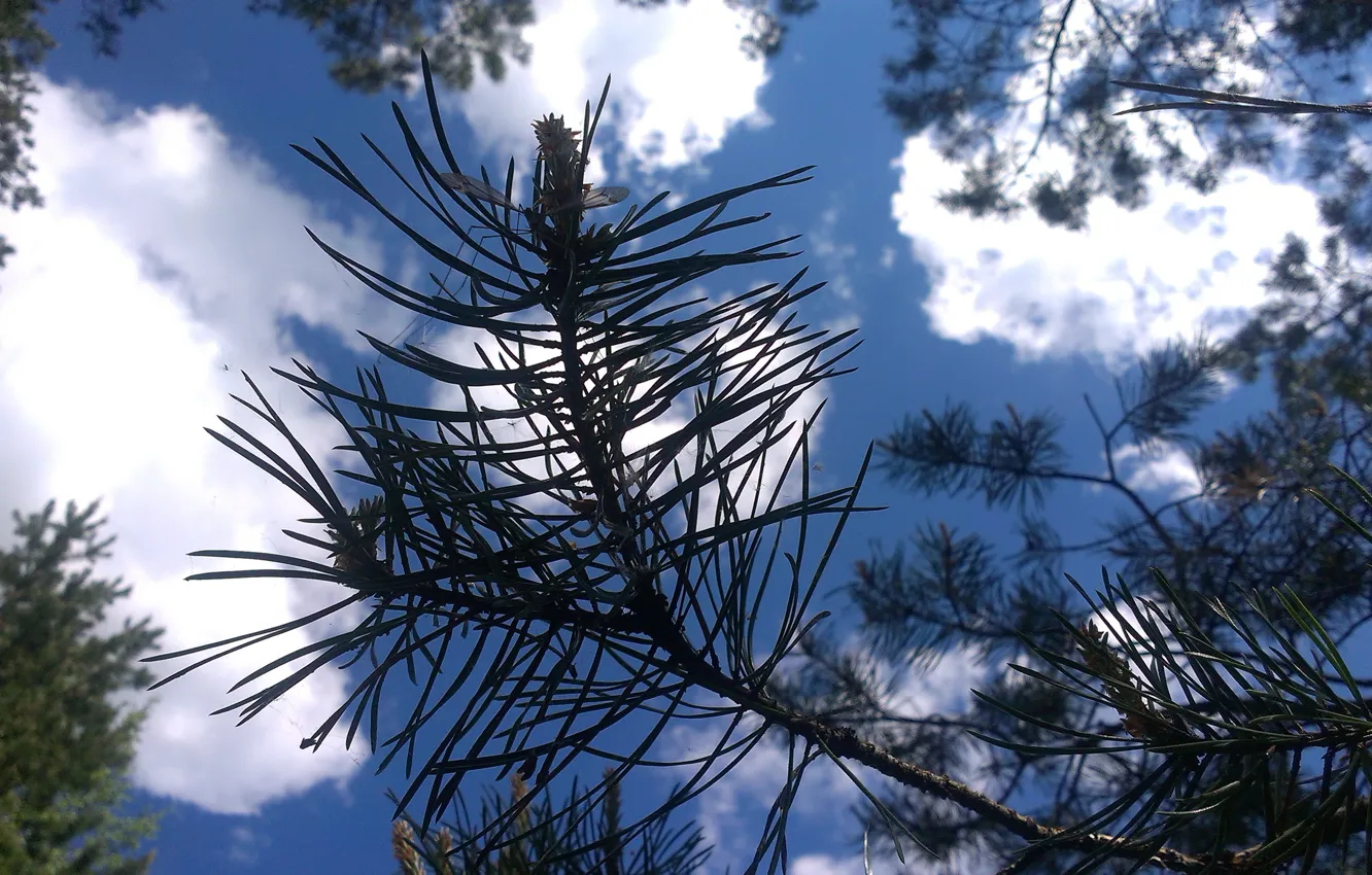 Photo wallpaper #pine, #sky, #may