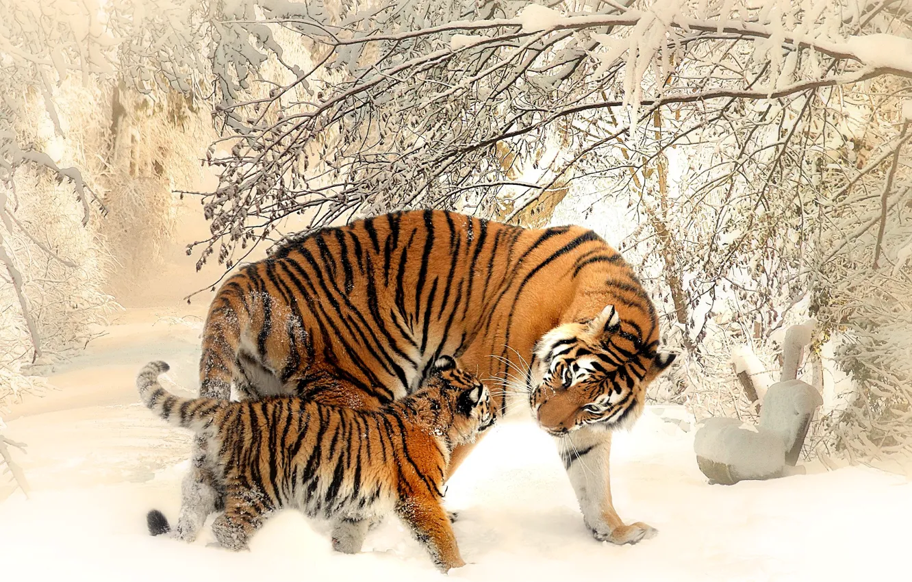 Photo wallpaper winter, cat, snow, tiger, tiger