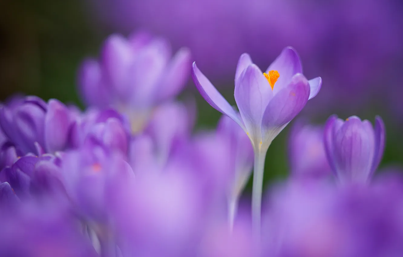 Photo wallpaper flowers, blur, spring, crocuses, lilac