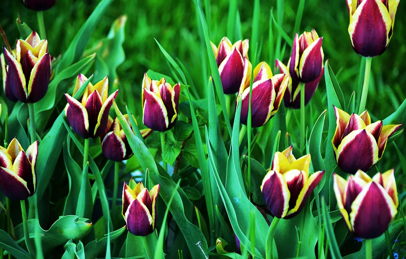Photo wallpaper spring, tulips, tulips
