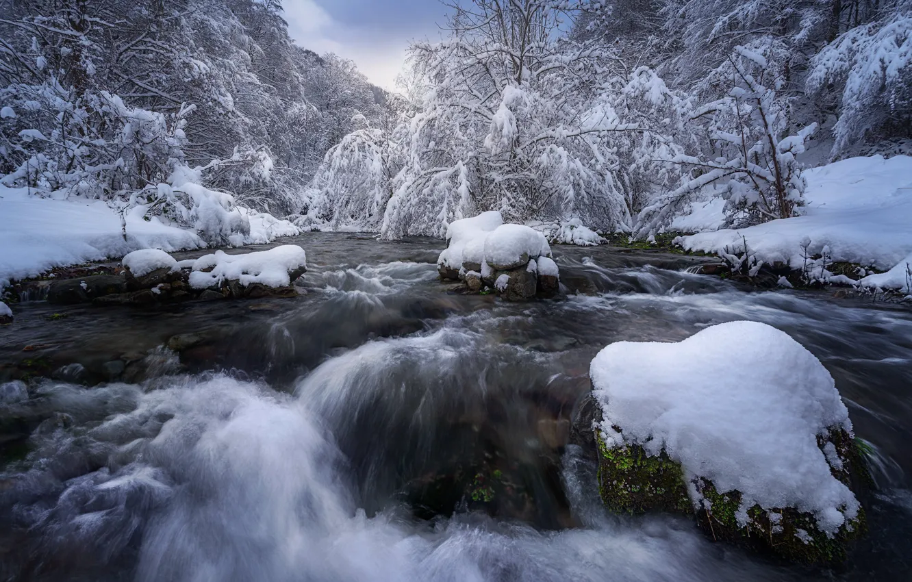 Photo wallpaper winter, frost, forest, water, snow, trees, branches, river