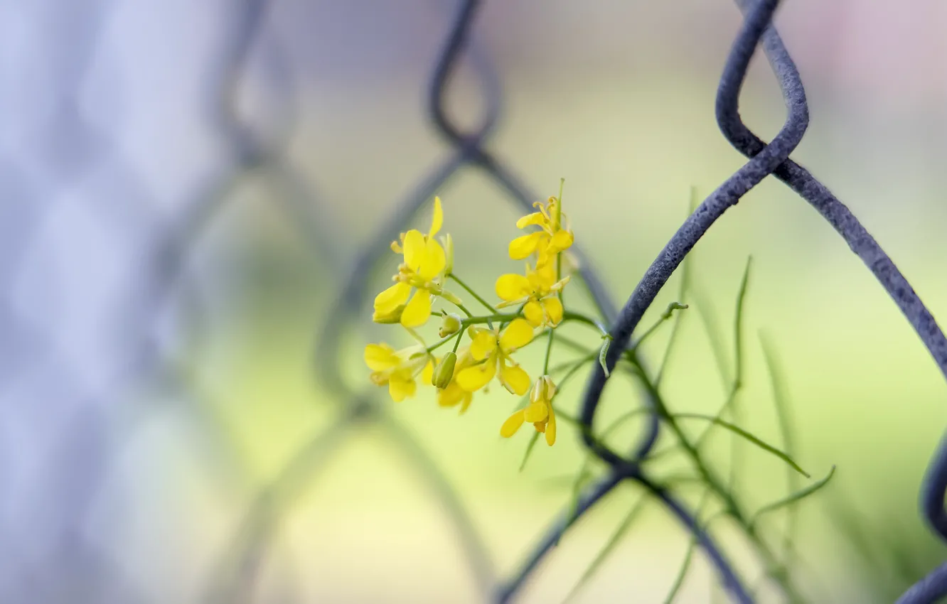 Photo wallpaper flowers, the fence, spring