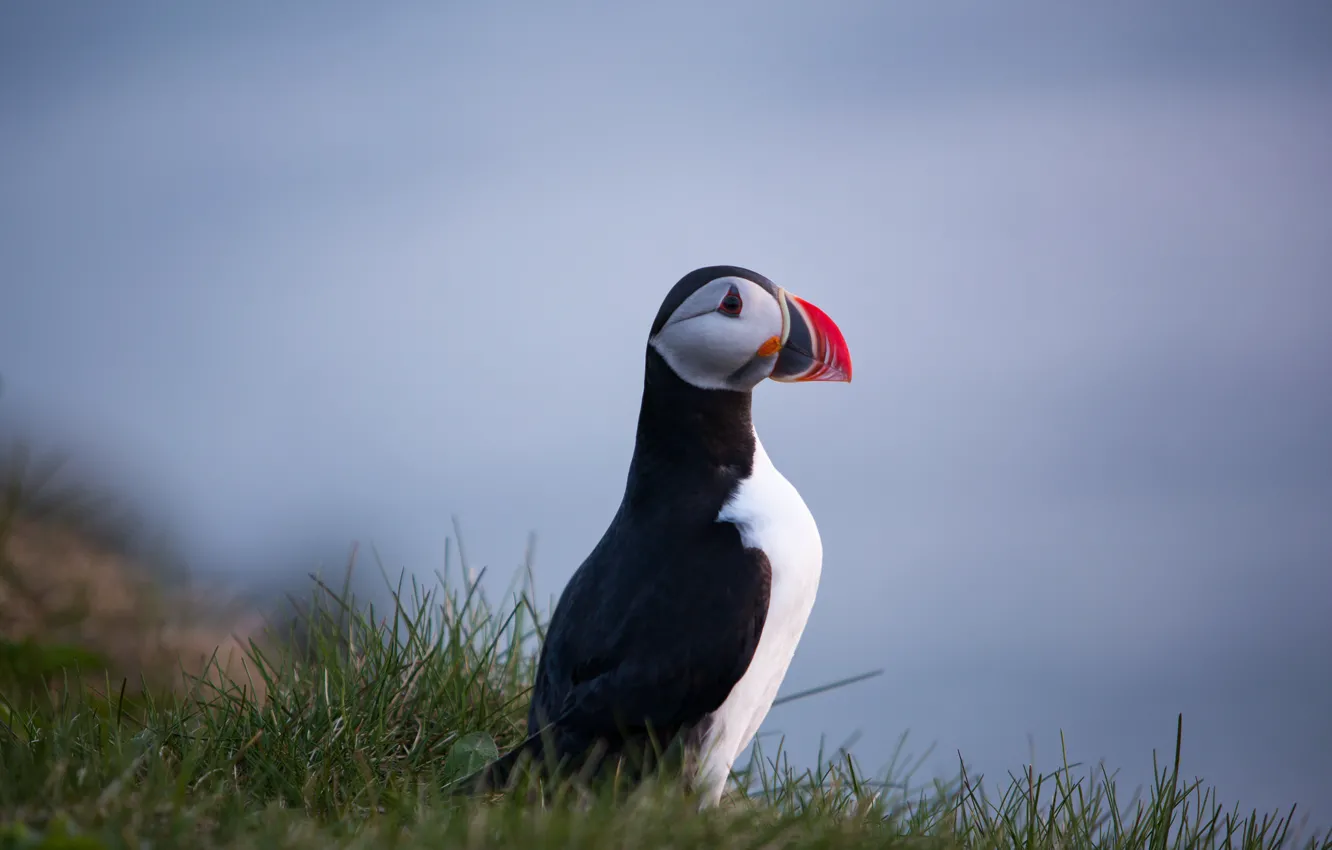 Photo wallpaper bird, profile, Atlantic puffin, Fratercula arctica, Atlantic puffin