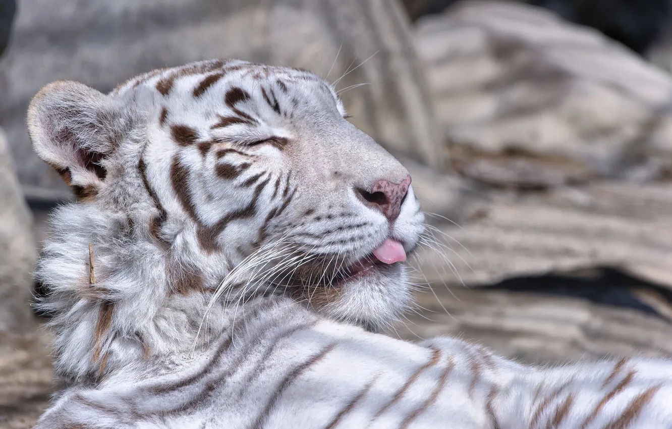 Photo wallpaper language, cat, face, white tiger