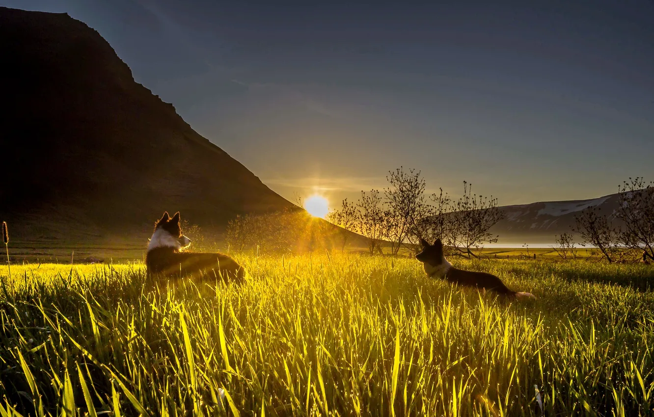 Photo wallpaper dogs, grass, rays, sunset, mountains, valley, sun