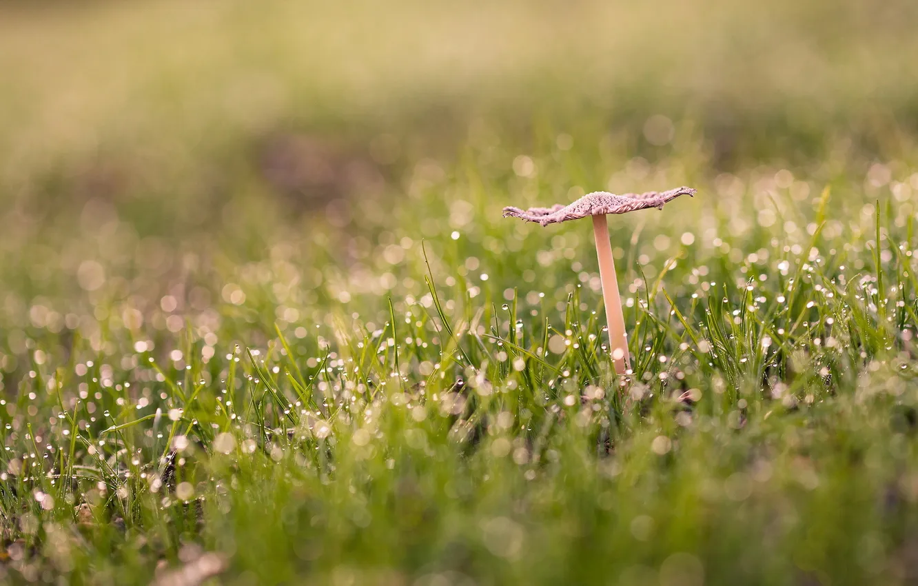 Photo wallpaper grass, macro, mushroom