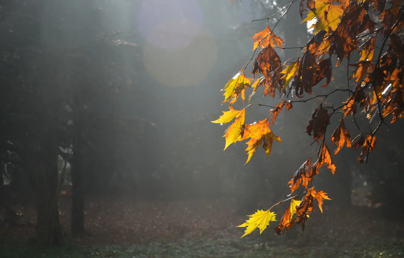 Photo wallpaper leaves, nature, fog