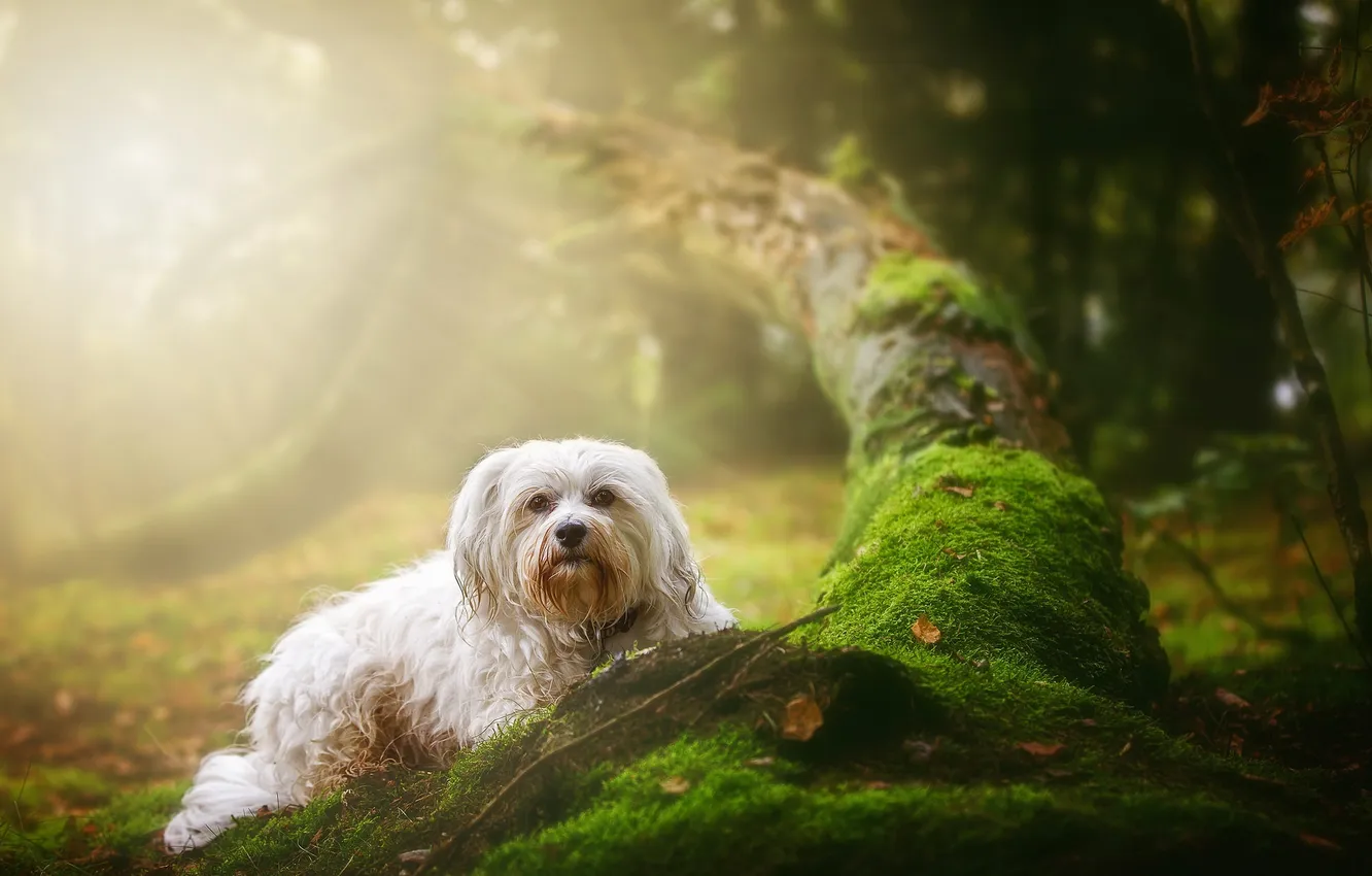 Photo wallpaper look, each, dog