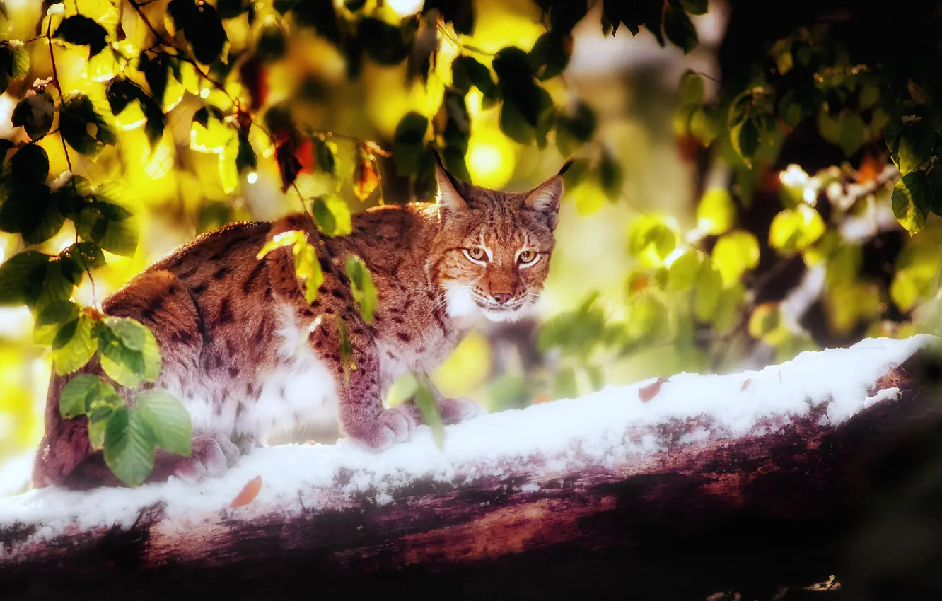 Photo wallpaper leaves, light, snow, branches, log, lynx, solar