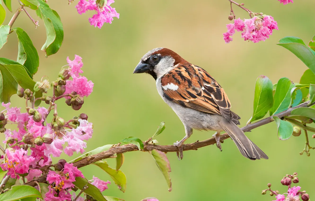 Photo wallpaper bird, branch, Sparrow, flowers