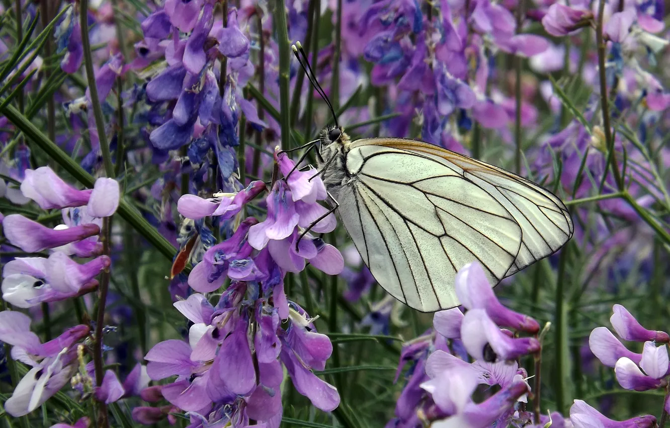Photo wallpaper greens, white, grass, flowers, nature, butterfly, wings