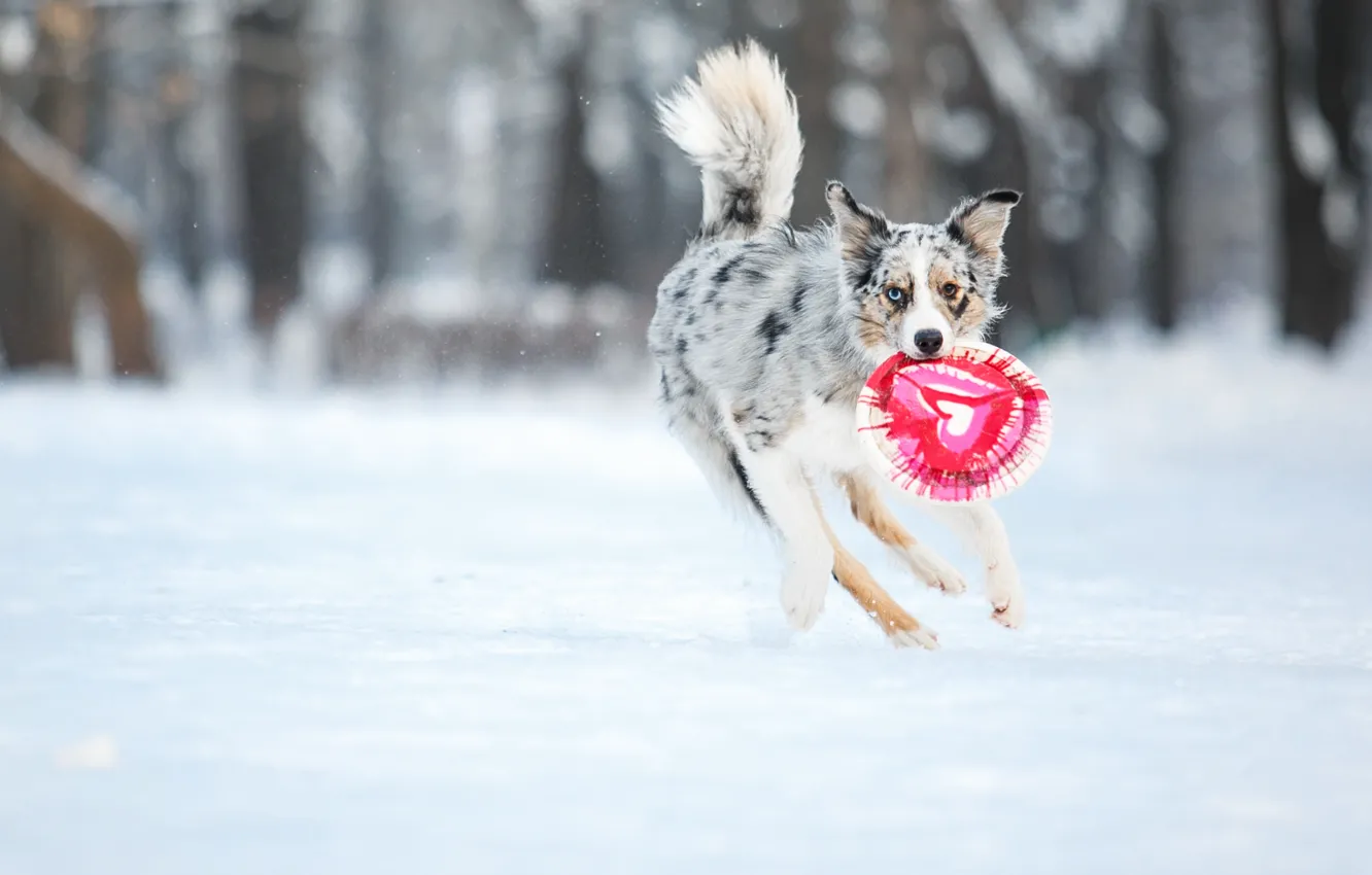 Photo wallpaper dog, dog, Border Collie, Border collie, Frisbee