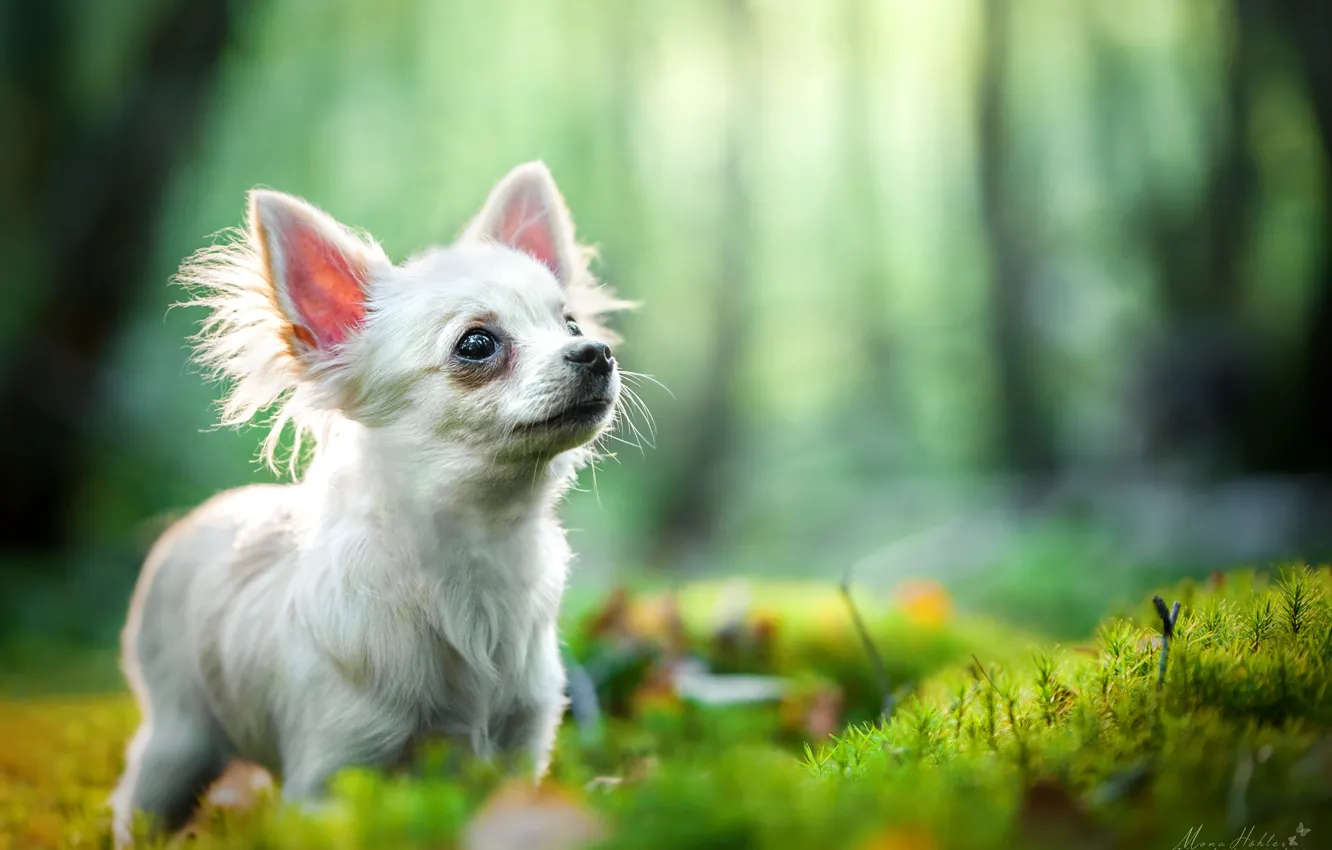 Photo wallpaper Chihuahua, bokeh, doggie, dog