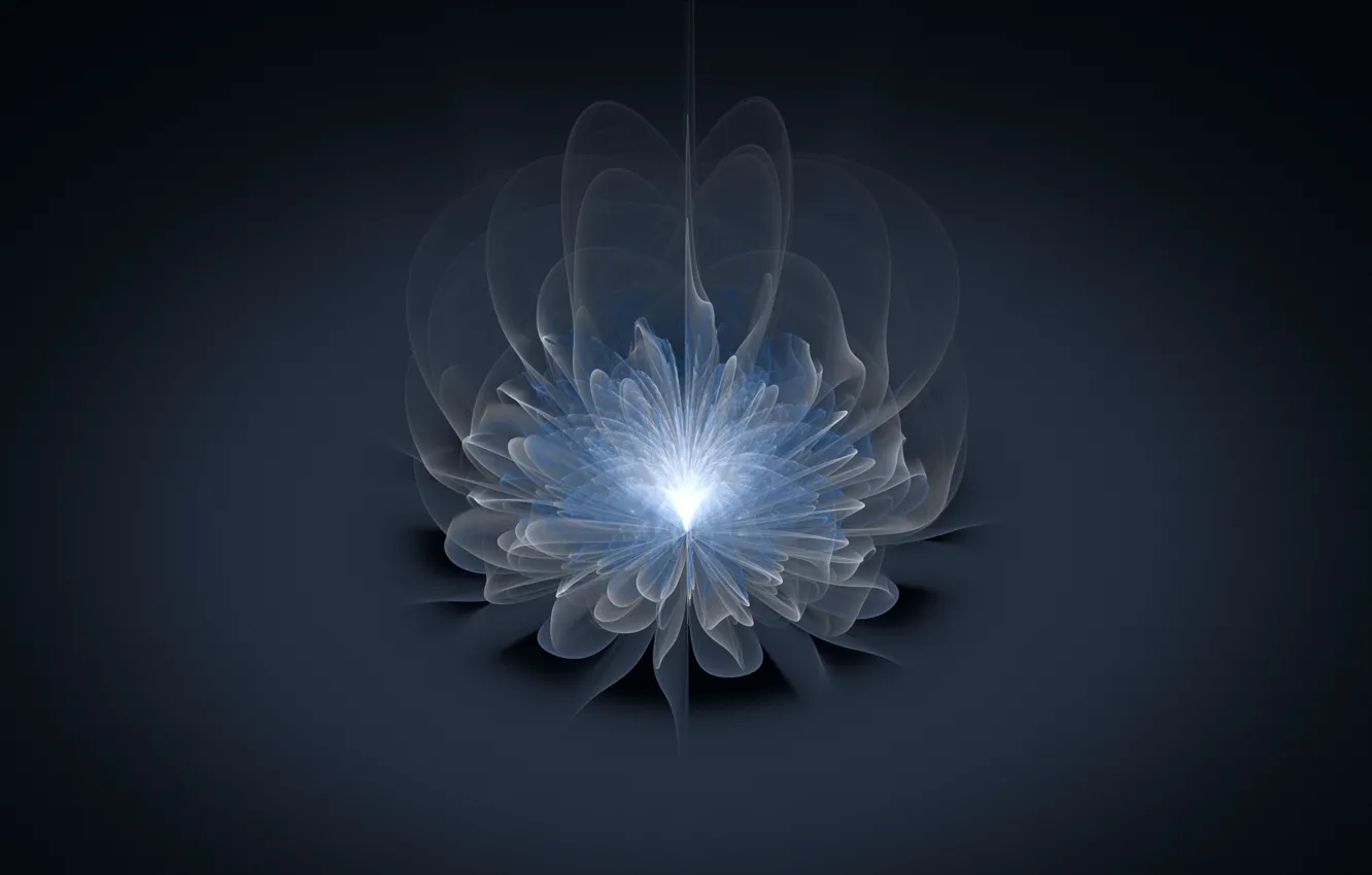 Photo wallpaper flower, light, line, grey background