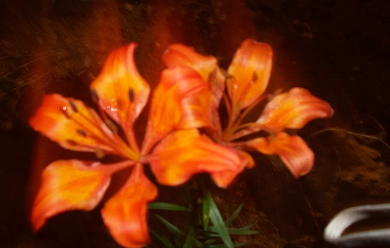 Photo wallpaper flowers, nature, plants