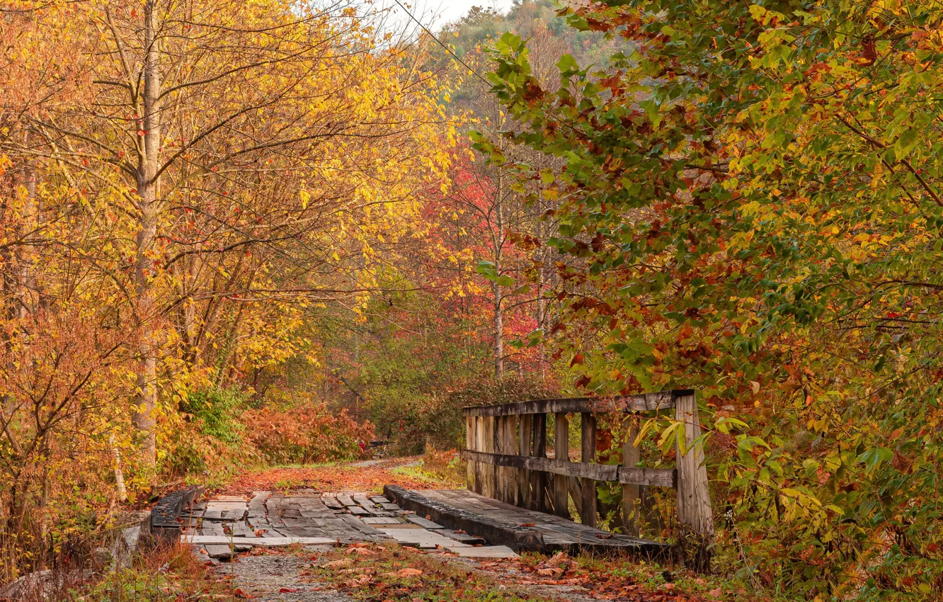Photo wallpaper road, autumn, bridge
