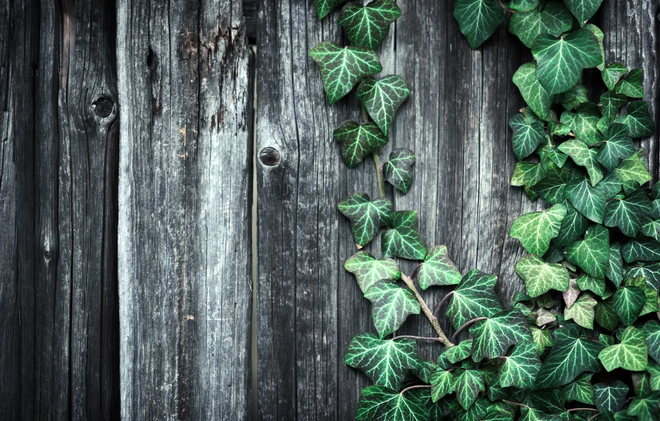 Photo wallpaper leaves, Board, the fence, plant, texture, wooden