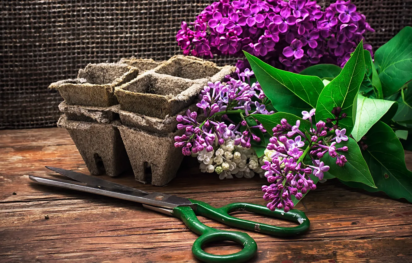 Photo wallpaper flowers, branches, mesh, Board, pots, lilac, scissors