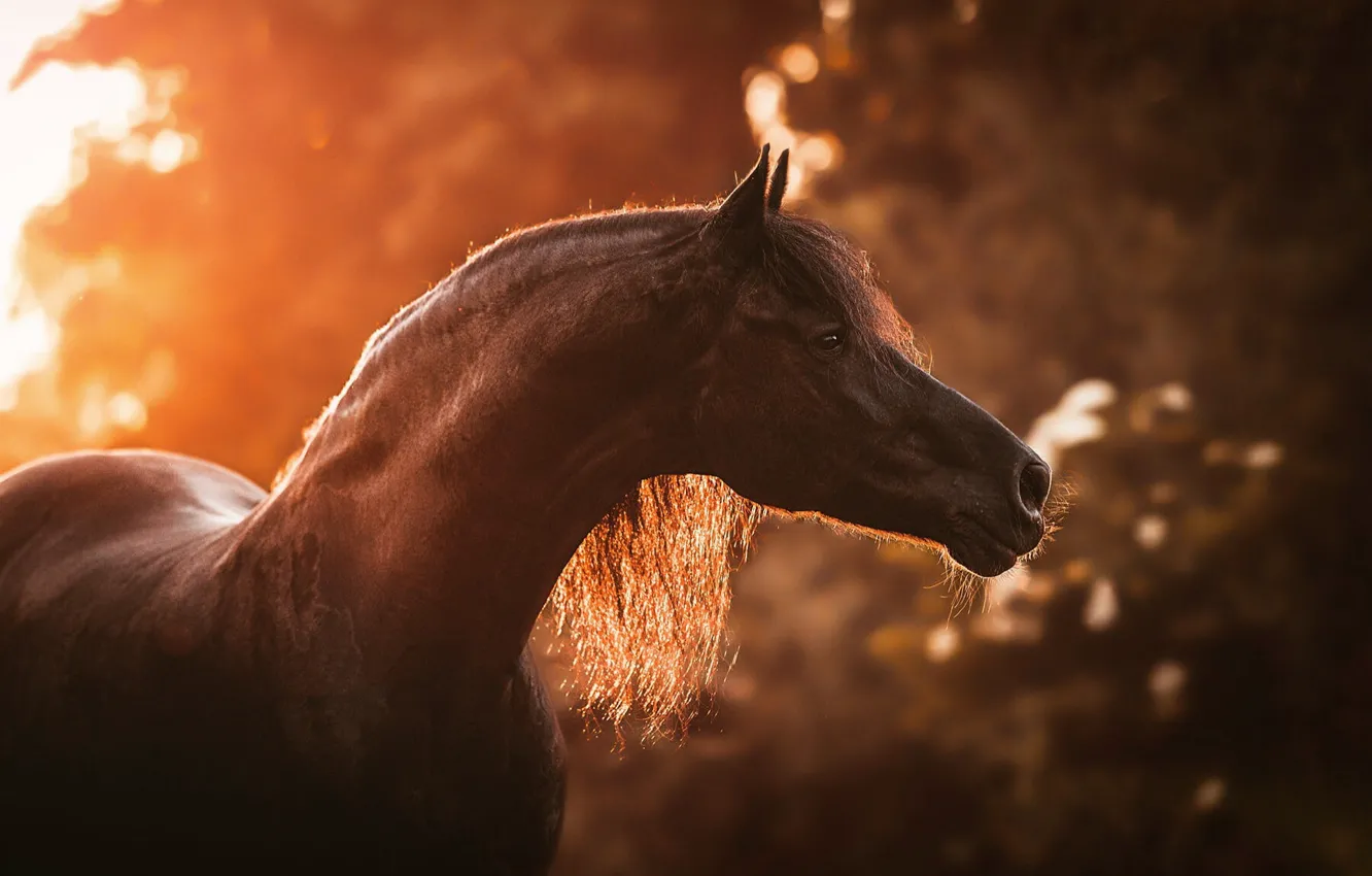 Photo wallpaper autumn, look, face, light, nature, horse, foliage, horse