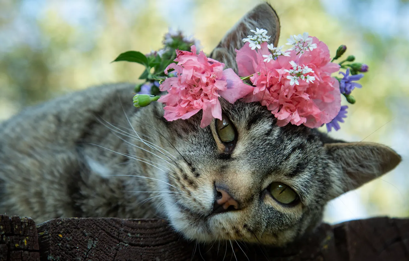 Photo wallpaper cat, look, flowers, muzzle, wreath, cat