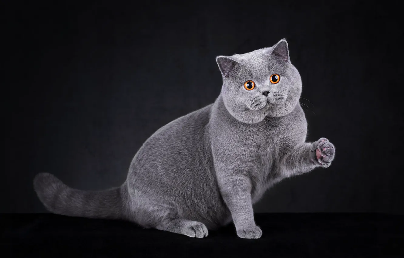 Photo wallpaper cat, cat, sitting, British, foot, Studio