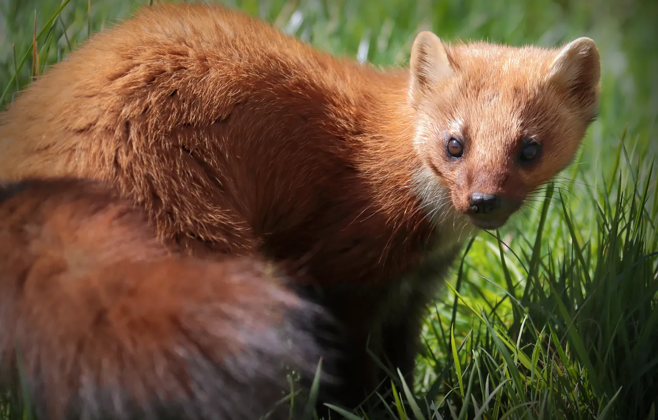 Photo wallpaper grass, look, face, light, glade, tail, bokeh, marten