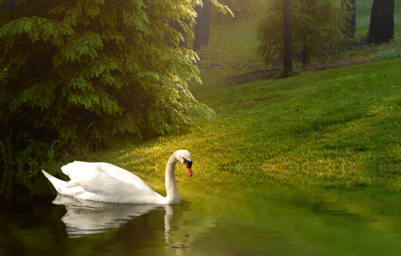 Photo wallpaper background, bird, Swan