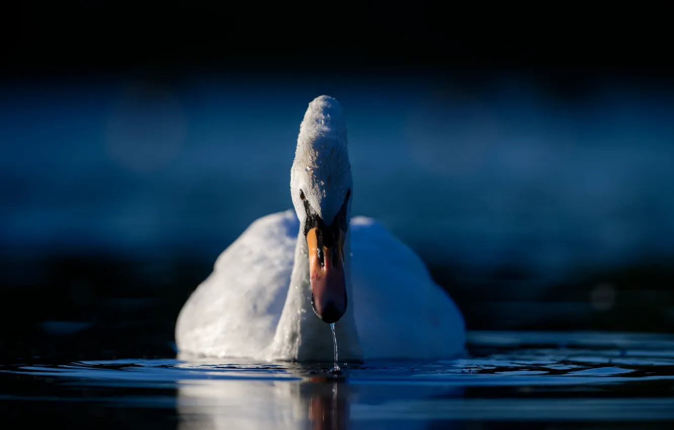 Photo wallpaper water, bird, Swan