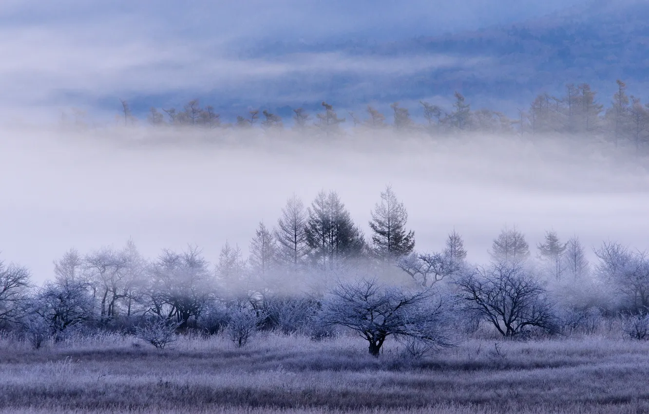 Photo wallpaper frost, field, forest, grass, trees, fog