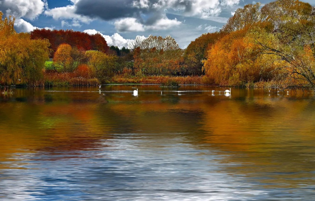 Photo wallpaper autumn, the sky, clouds, trees, birds, lake, pond, swans