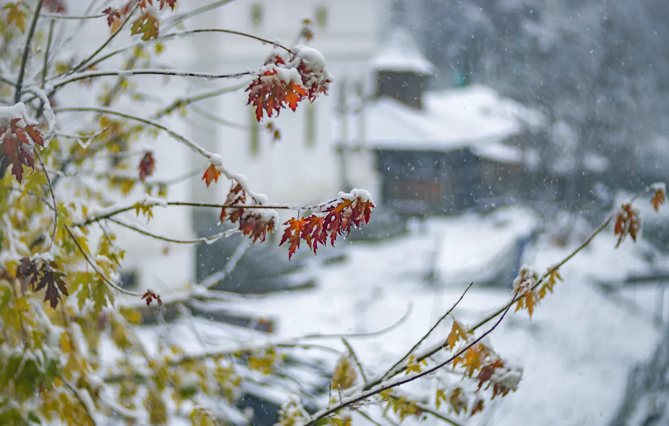 Photo wallpaper winter, autumn, leaves, snow, branches, nature, tree, foliage