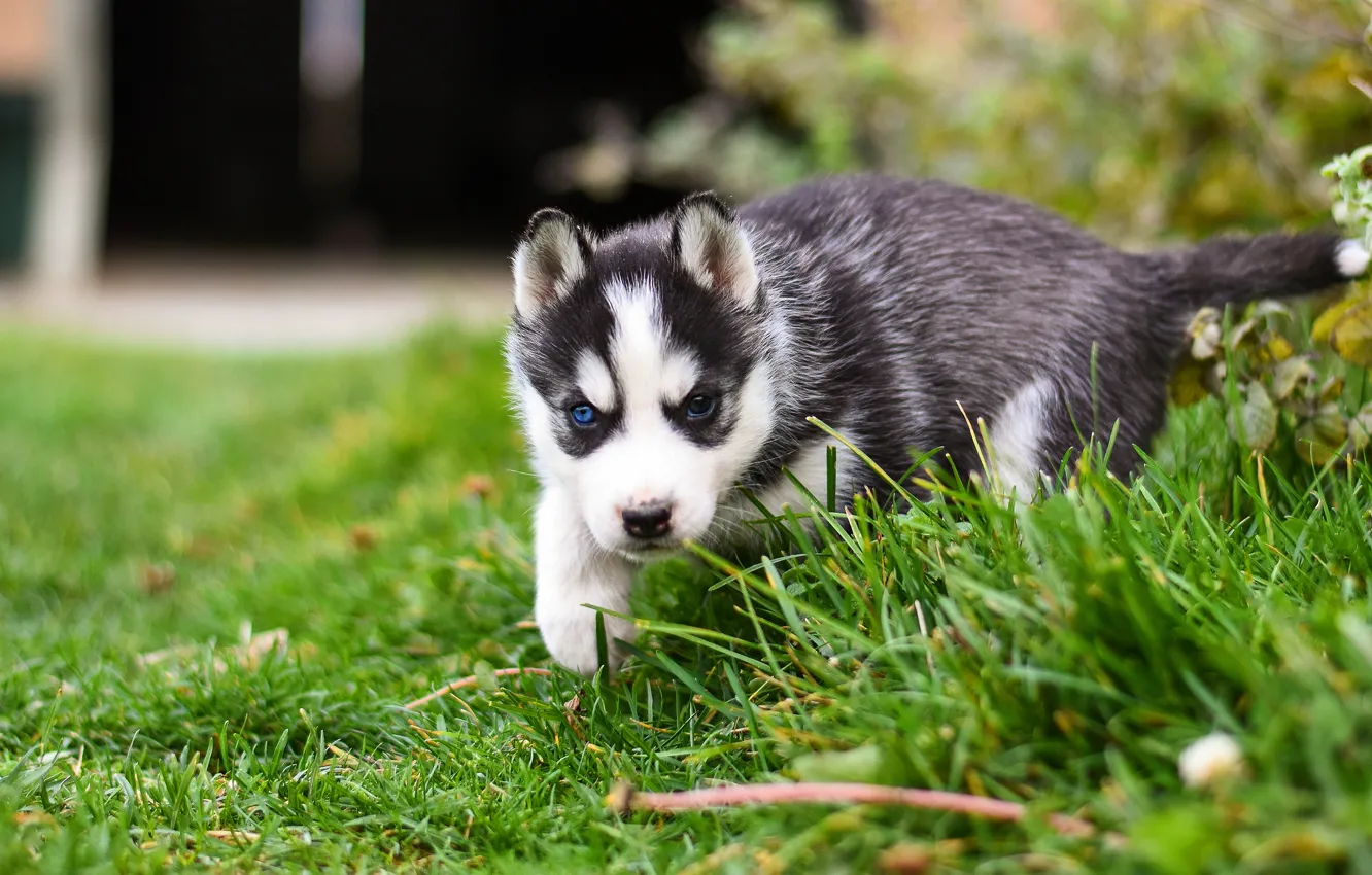 Photo wallpaper grass, pose, background, dog, baby, yard, puppy, walk