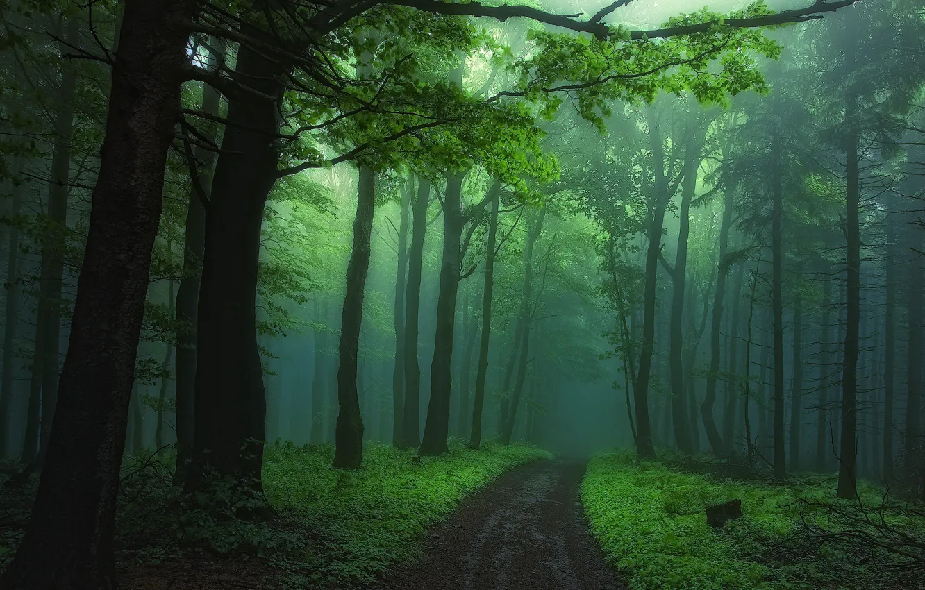 Photo wallpaper road, forest, trees, nature, fog
