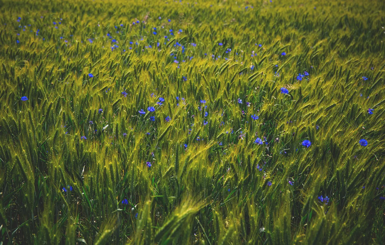Photo wallpaper wheat, field, summer, nature, blue, Cornflowers, wildflowers
