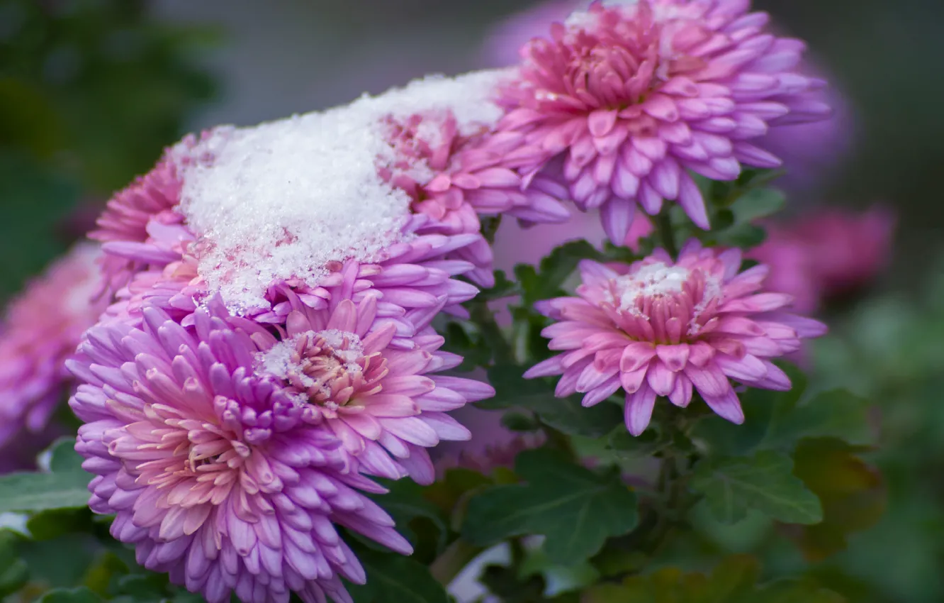 Photo wallpaper autumn, snow, flowers, nature, chrysanthemum