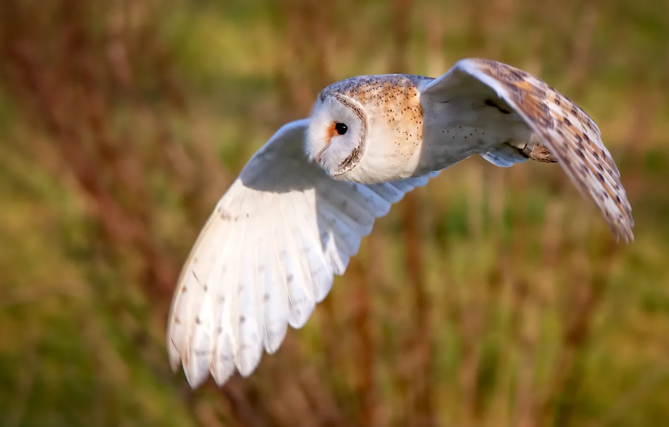 Photo wallpaper flight, background, owl, bird, wings, the barn owl