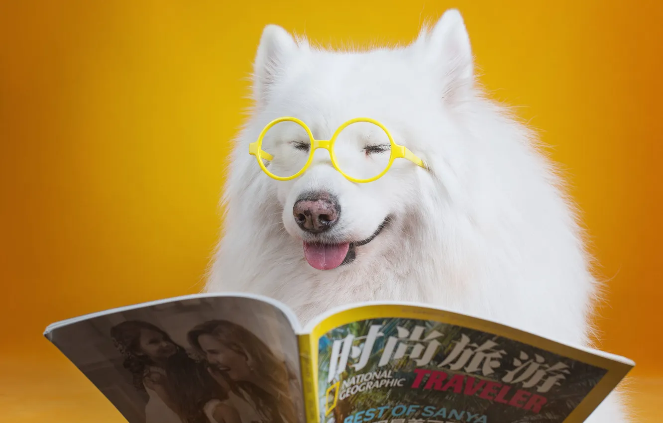 Photo wallpaper look, pose, dog, face