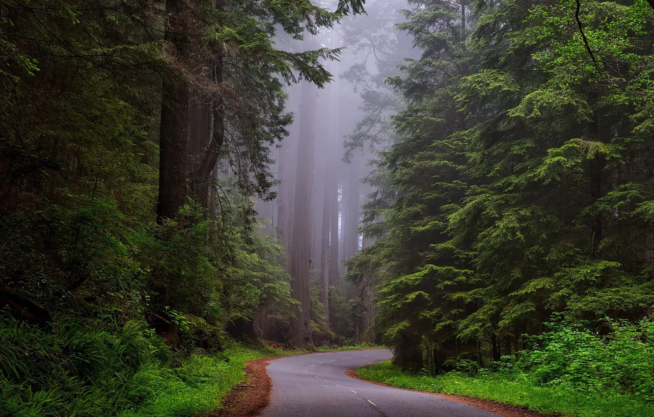 Photo wallpaper road, forest, trees, fog, CA, USA, national Park, Redwood