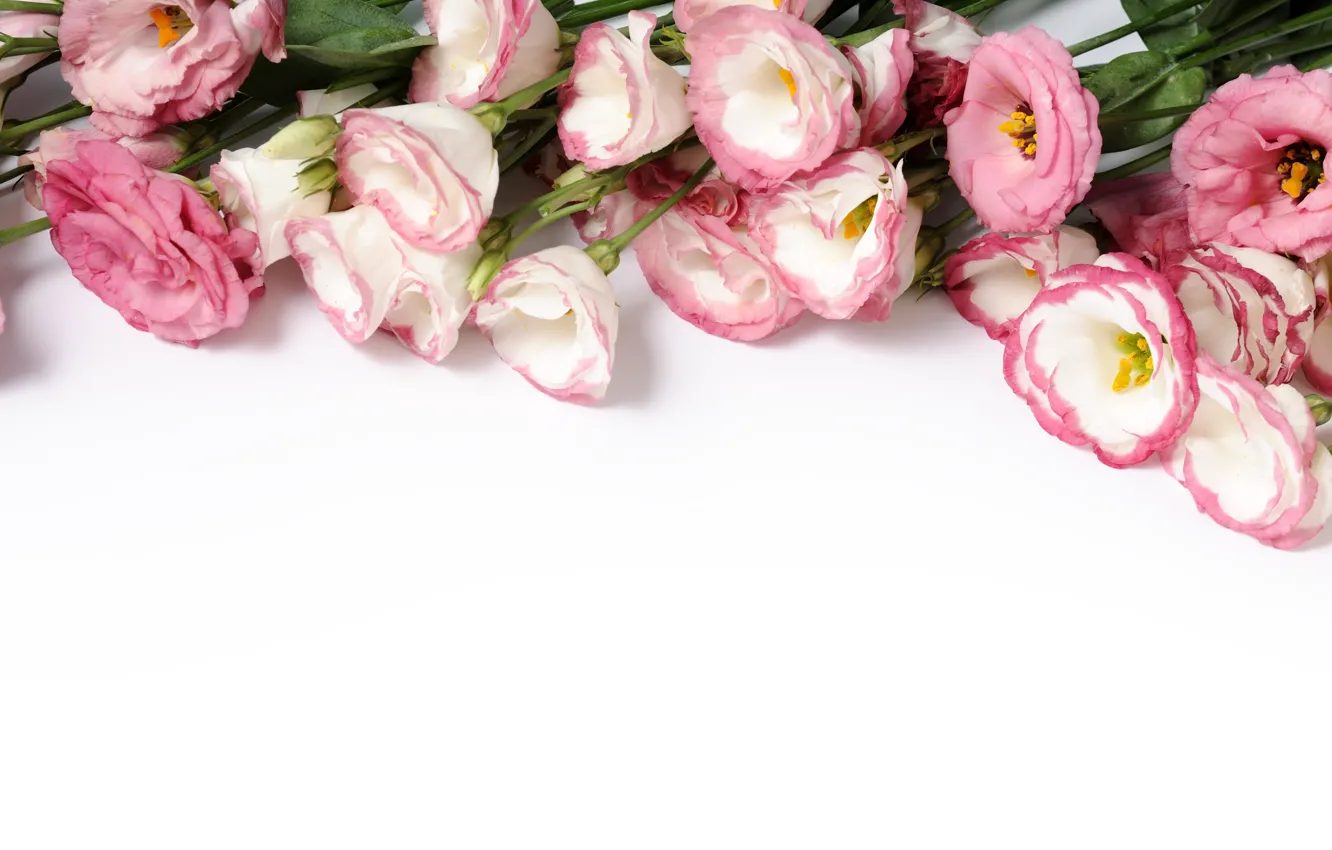Photo wallpaper flowers, pink, eustoma