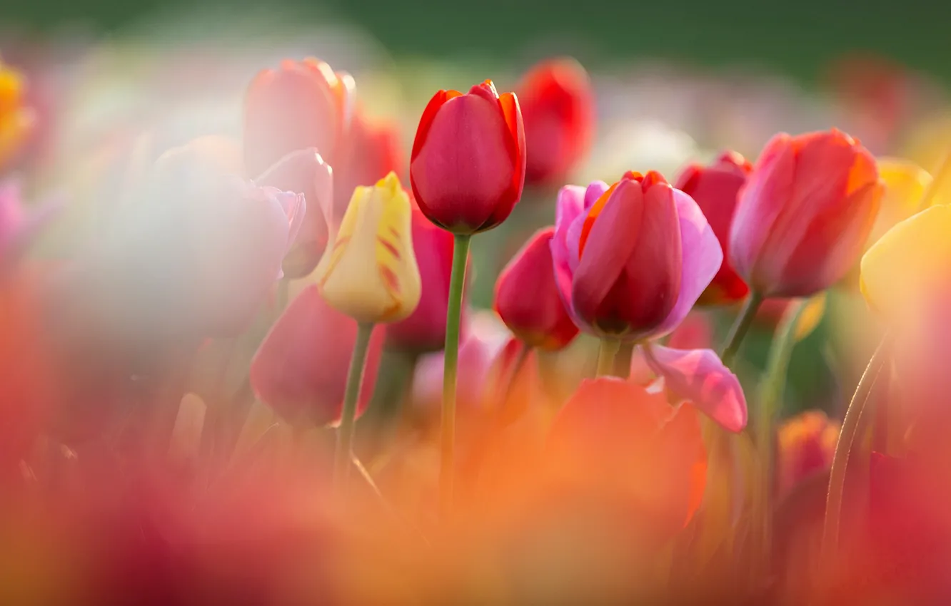 Photo wallpaper flowers, glade, Tulip, blur, spring, yellow, tulips, red