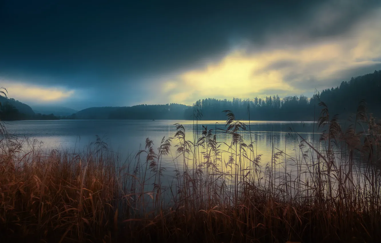 Photo wallpaper lake, morning, Switzerland, reed, Switzerland, Affoltern, Lake Turler, Türlersee